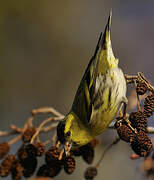 Eurasian Siskin