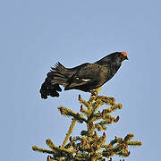 Black Grouse