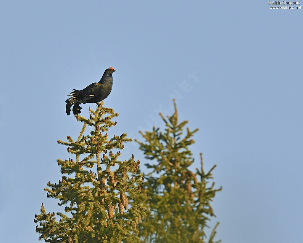 Black Grouse male adult breeding, identification, Behaviour