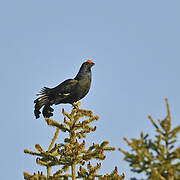 Black Grouse