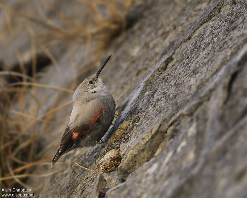 Wallcreeper female adult breeding, identification, Behaviour