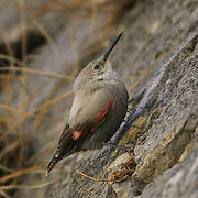 Wallcreeper