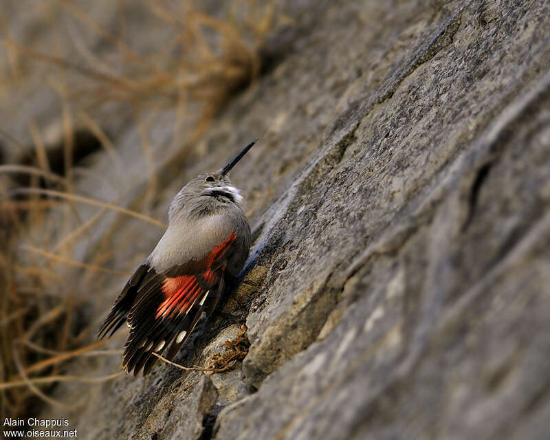 Wallcreeperadult breeding, identification