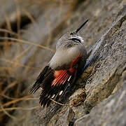 Wallcreeper