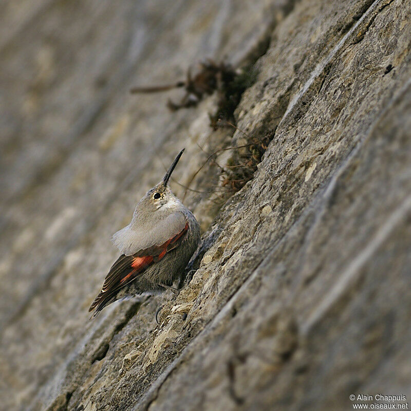 Wallcreeperadult breeding, identification, Behaviour