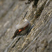 Wallcreeper