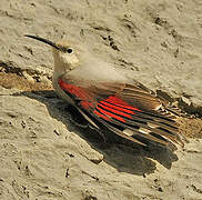 Wallcreeper