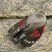 Wallcreeper