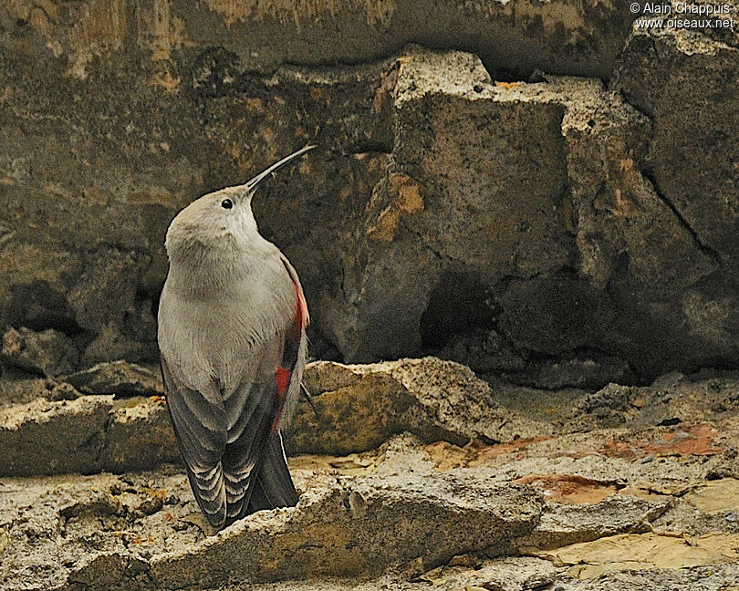 Wallcreeperadult, identification, Reproduction-nesting