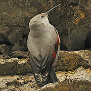 Wallcreeper