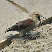 Wallcreeper