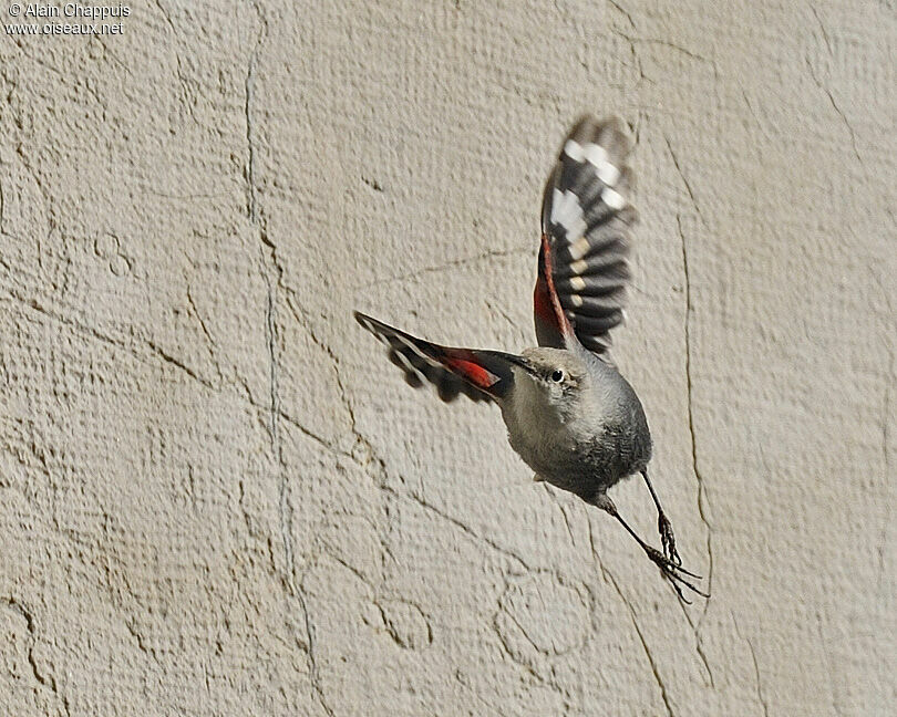 Wallcreeperadult, identification, Flight, Behaviour