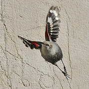 Wallcreeper