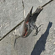 Wallcreeper