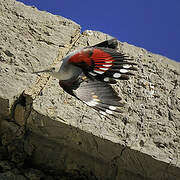 Wallcreeper