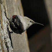 Wallcreeper