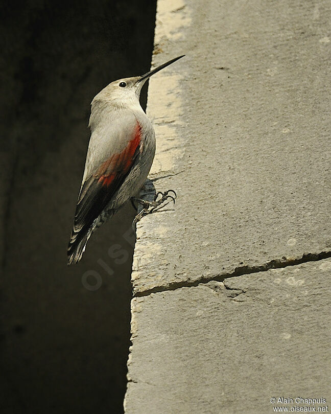 Tichodrome écheletteadulte, identification, Comportement