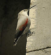 Wallcreeper