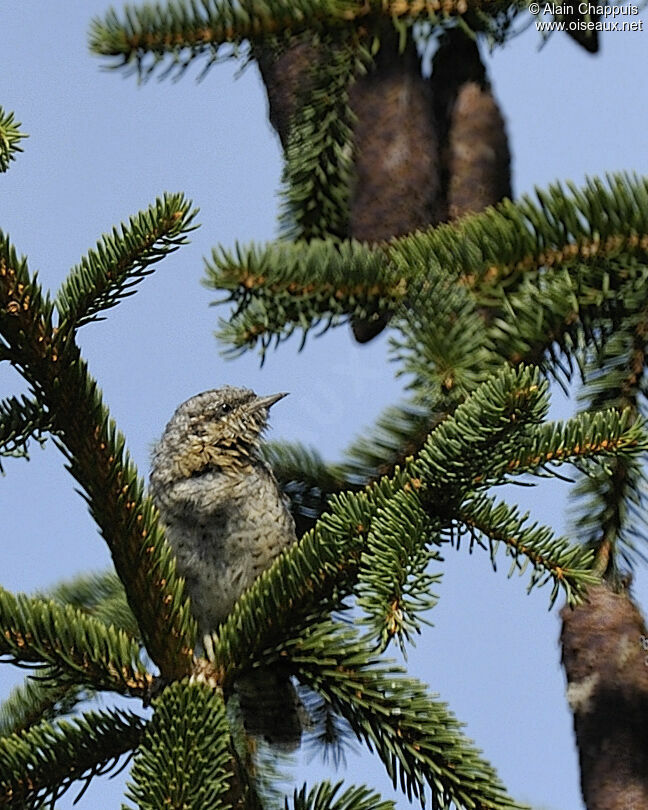 Torcol fourmilier1ère année, identification, Comportement