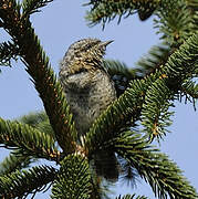 Eurasian Wryneck