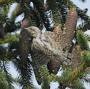 Eurasian Wryneck