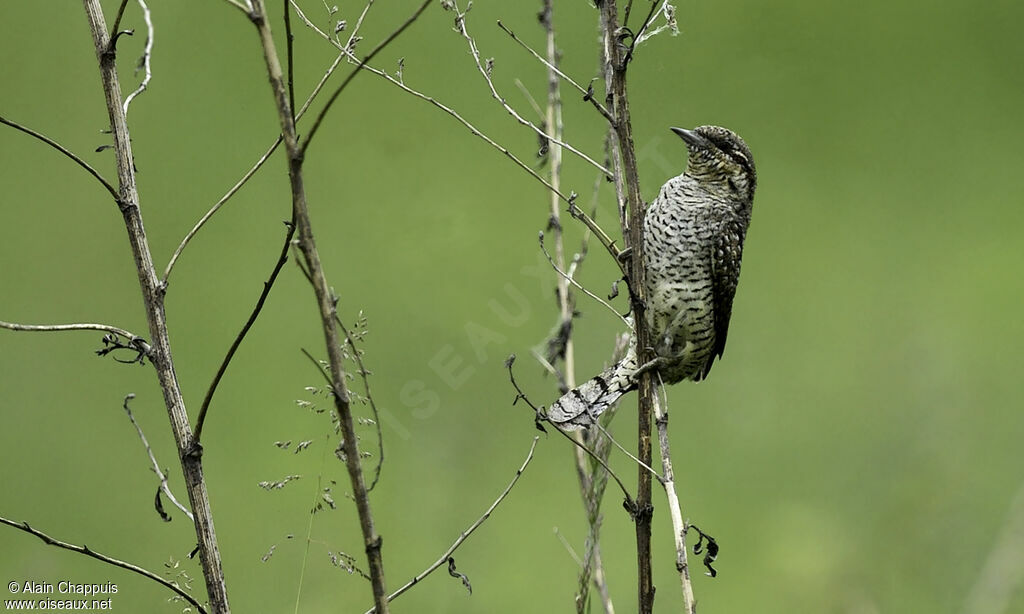 Eurasian Wryneckadult, identification, Behaviour