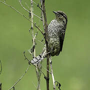 Eurasian Wryneck