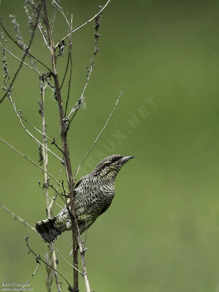 Eurasian Wryneckadult, identification, Behaviour