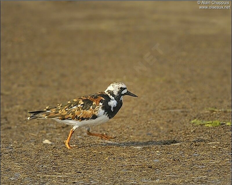 Tournepierre à collieradulte nuptial, identification, Comportement