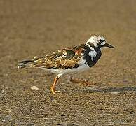 Ruddy Turnstone