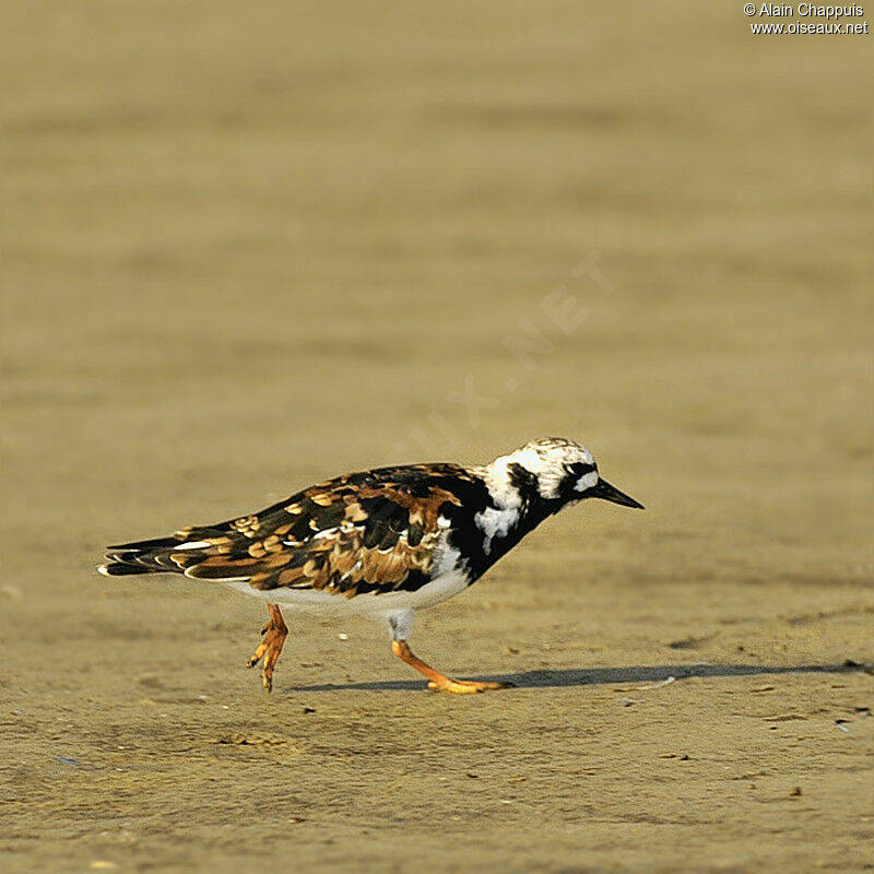 Ruddy Turnstoneadult breeding, identification, Behaviour