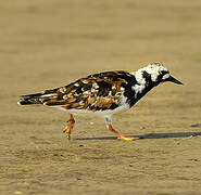 Ruddy Turnstone