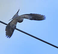 European Turtle Dove