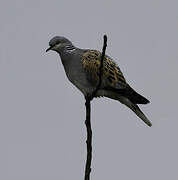 European Turtle Dove