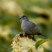 Eurasian Collared Dove