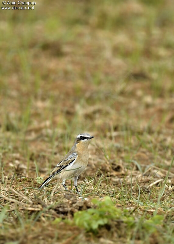 Northern Wheatear male adult post breeding, identification, Behaviour