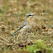 Northern Wheatear