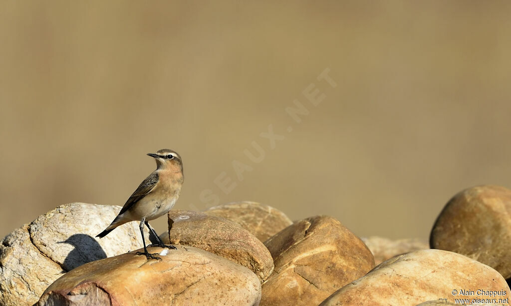 Traquet motteuxadulte, identification, mue, marche