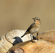 Northern Wheatear