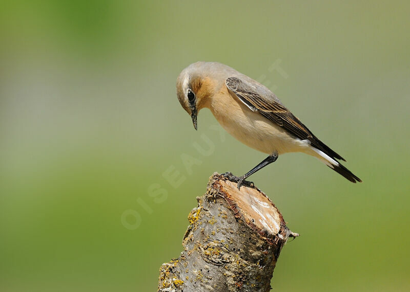 Northern Wheatear female adult breeding, identification, Behaviour