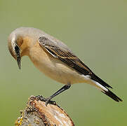 Northern Wheatear