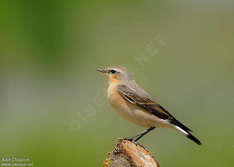 Northern Wheatear female adult breeding, Reproduction-nesting