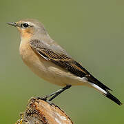 Northern Wheatear