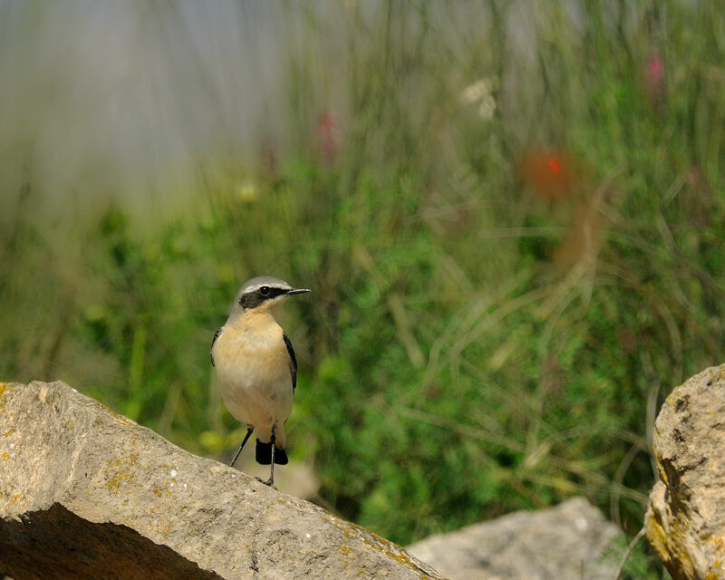 Northern Wheatear male adult breeding, identification, Behaviour