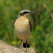 Northern Wheatear