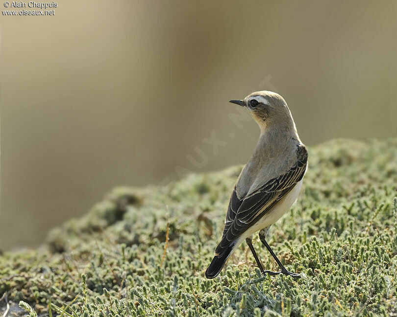 Northern Wheatear male adult, identification, Behaviour