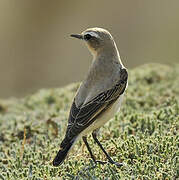 Northern Wheatear