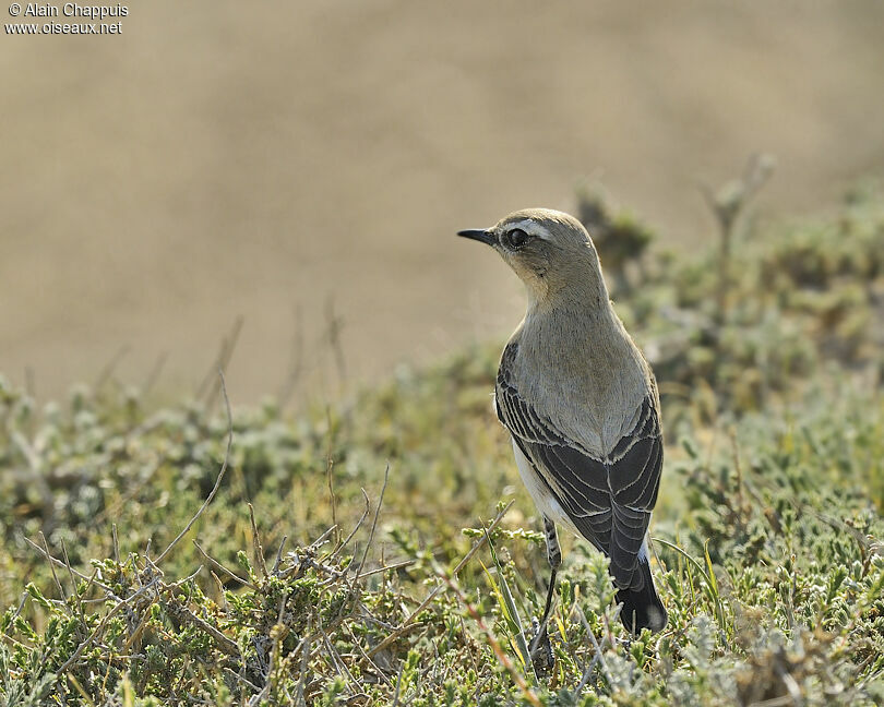 Northern Wheatear male, identification, Behaviour