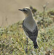 Northern Wheatear