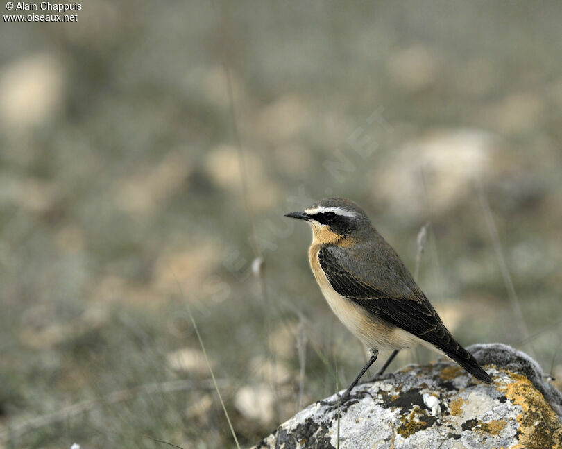 Northern Wheatear male adult breeding, identification, Behaviour